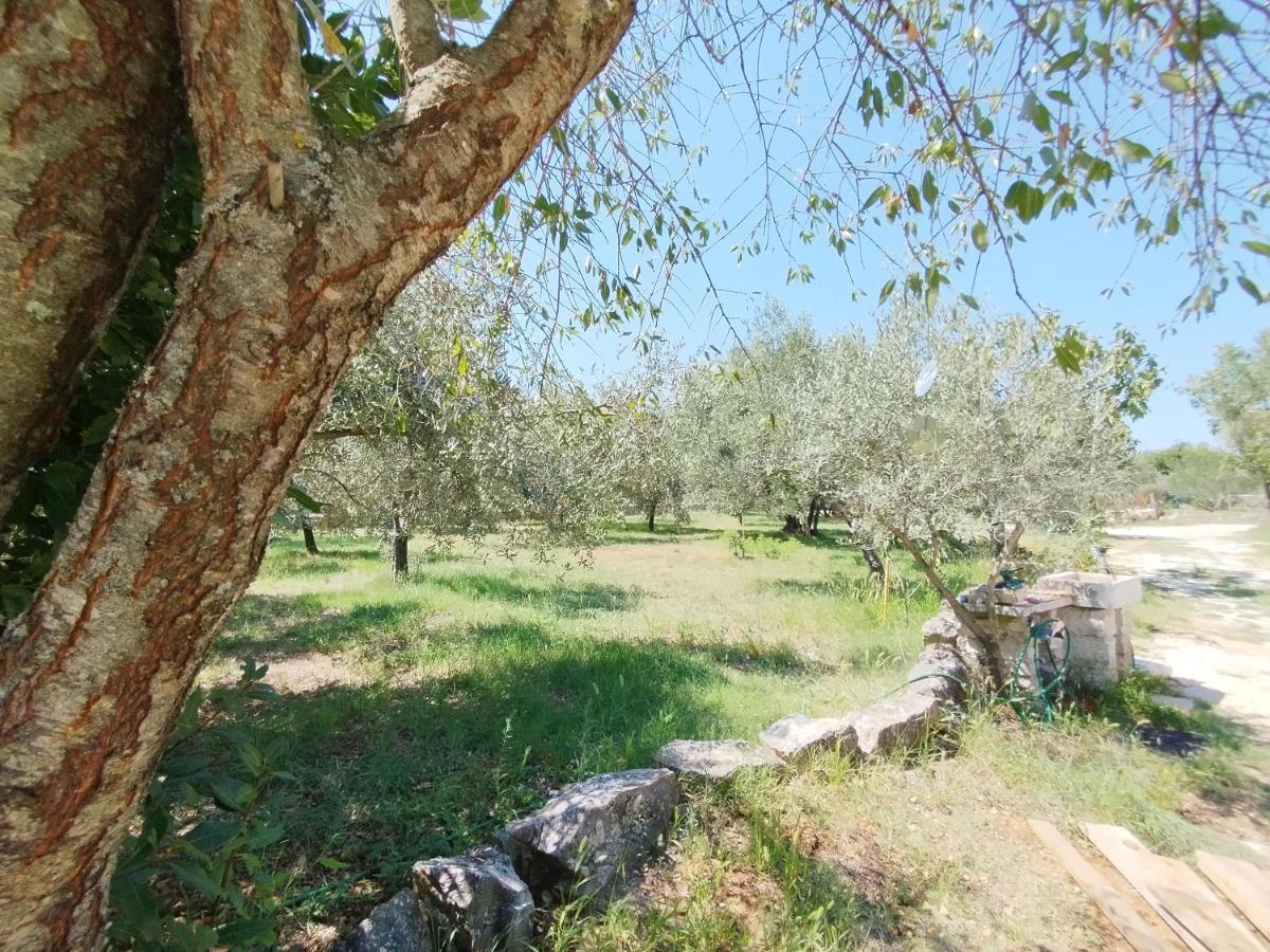 Apartamento Marti'S House In The Olive Grove Fažana Exterior foto