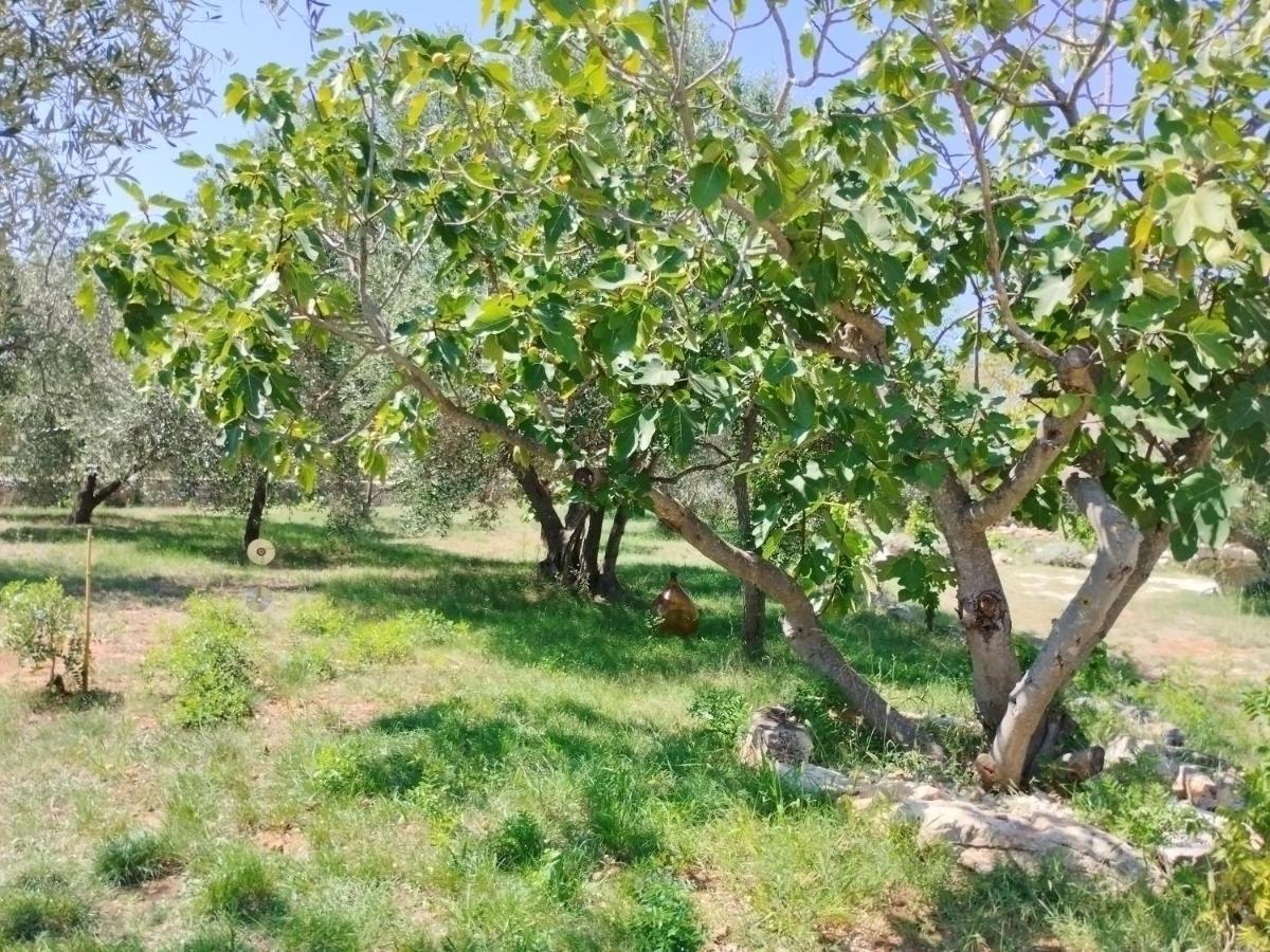 Apartamento Marti'S House In The Olive Grove Fažana Exterior foto