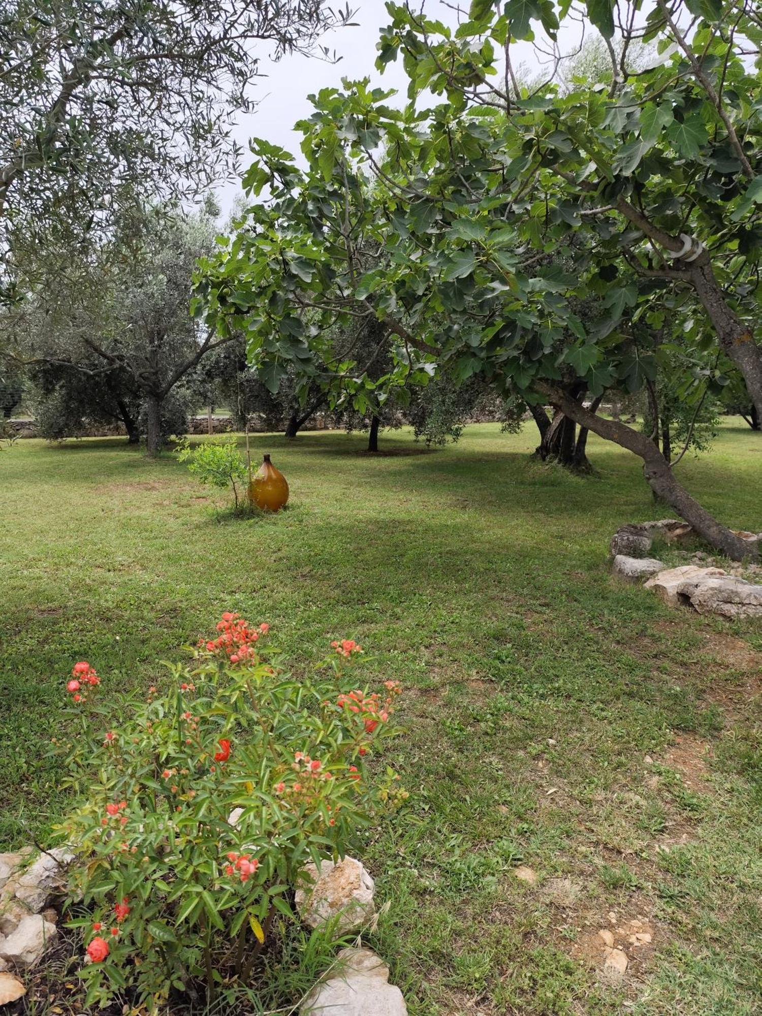 Apartamento Marti'S House In The Olive Grove Fažana Exterior foto