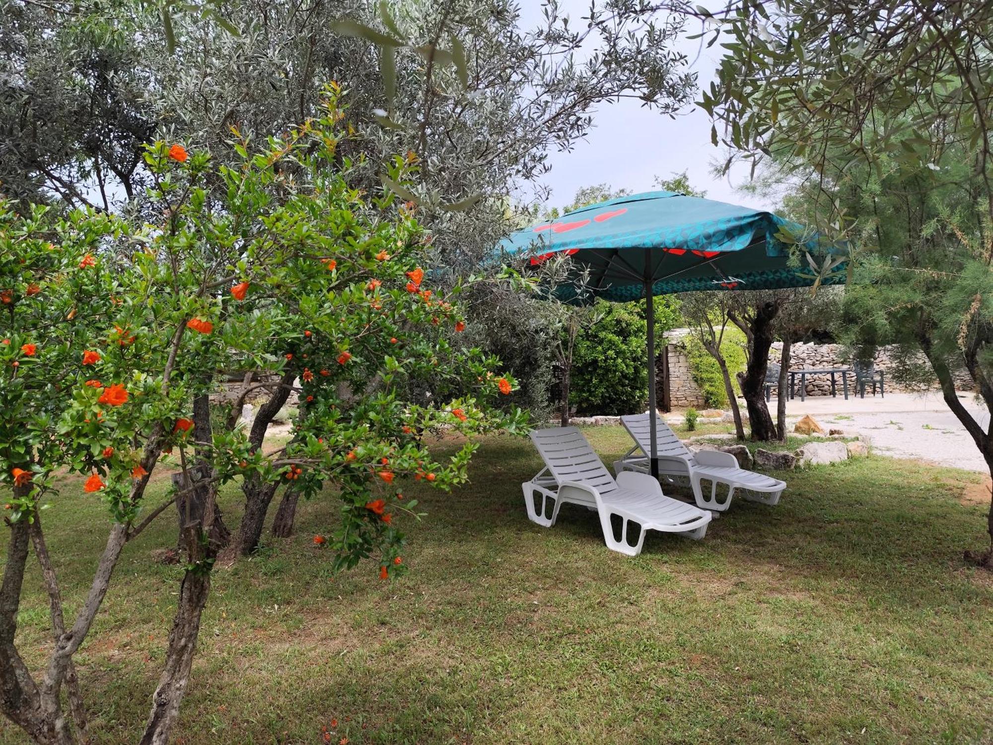 Apartamento Marti'S House In The Olive Grove Fažana Exterior foto